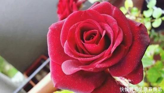 茉莉花|7种爱“喝醋”的花草,浇水时加点“醋”,根壮叶绿、不怕黄叶