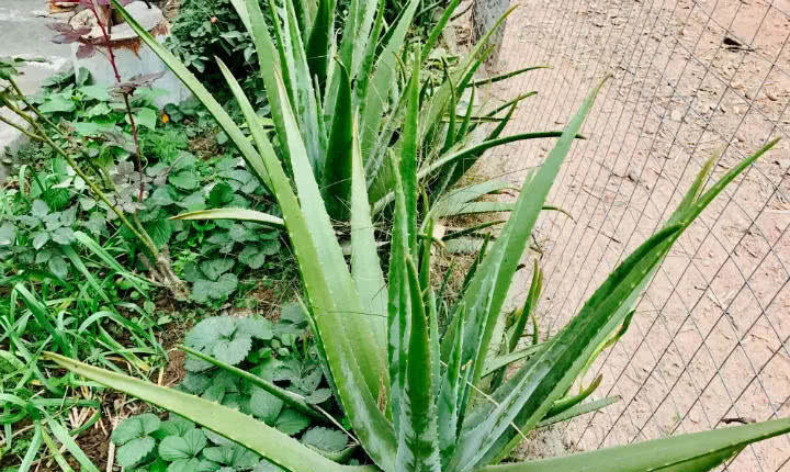 穷养|这6种花就要穷养,不花钱不用管,个个肥得流油