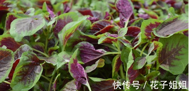 红叶子|同样是苋菜,为何有“红叶”和“绿叶”老菜农区别大,别买错!