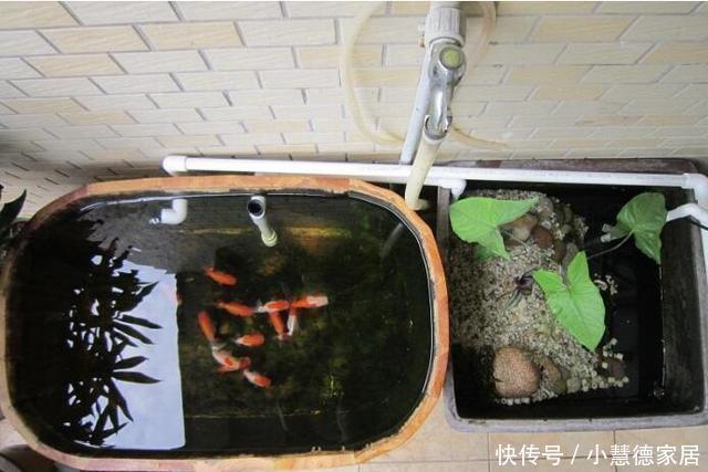 同意|打算在阳台砌鱼池,物业不同意,只好放个鱼缸,邻居看了赞不绝口