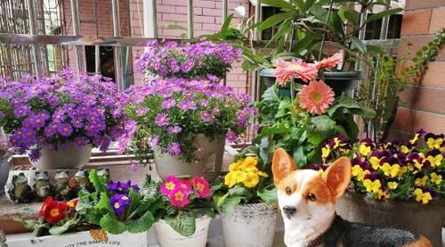 植物|用鸡蛋壳养花,少了这2步就得招虫子,养啥啥不行