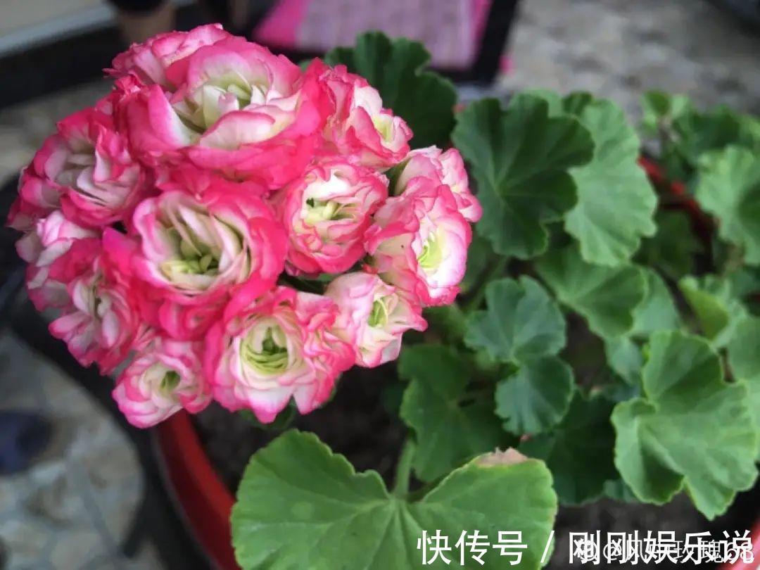 抗病、不招虫的天竺葵，屋里养一盆，开花一茬接一茬