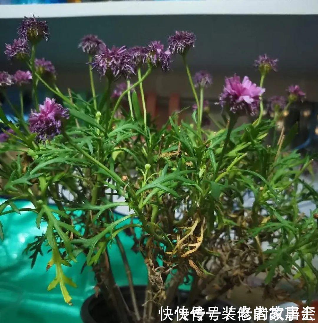 花量|6种花别养老桩，越老越不开花，赶紧扦插备份