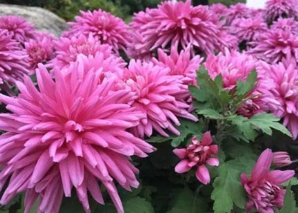 新手养花,不如养盆花中精品“胭脂红”,仙气十足,尤为特别