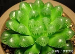 多肉皱巴巴,浇水也不活教你4招,养的圆滚滚,红扑扑!