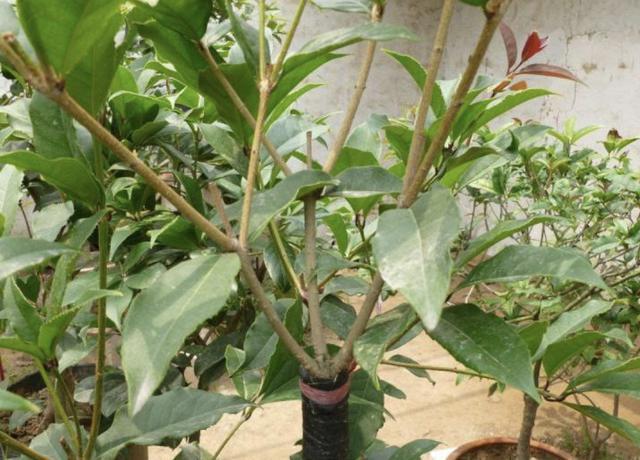 “值钱”的2种树,想养不用买,“枝条”剪下来种植,5个月变盆景