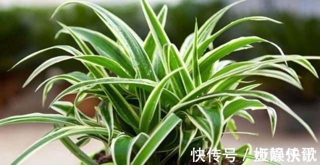 吊兰品种多样,只养一种太亏了,家里多放几盆,净化空气开小花