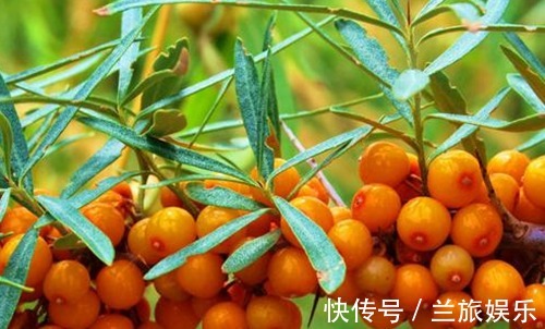 低血压|农民叫此野果为“救命果”,吃一点降低血压,防心脏病,可以试试