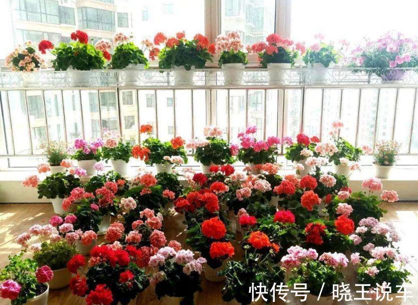 掌握住5个技巧,有没有经验无所谓,却能轻松养好花