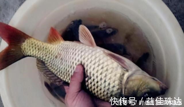 一般人|鲤鱼钓了三十年，至今才公开这饵料，一般人还真不晓得，莫泄露