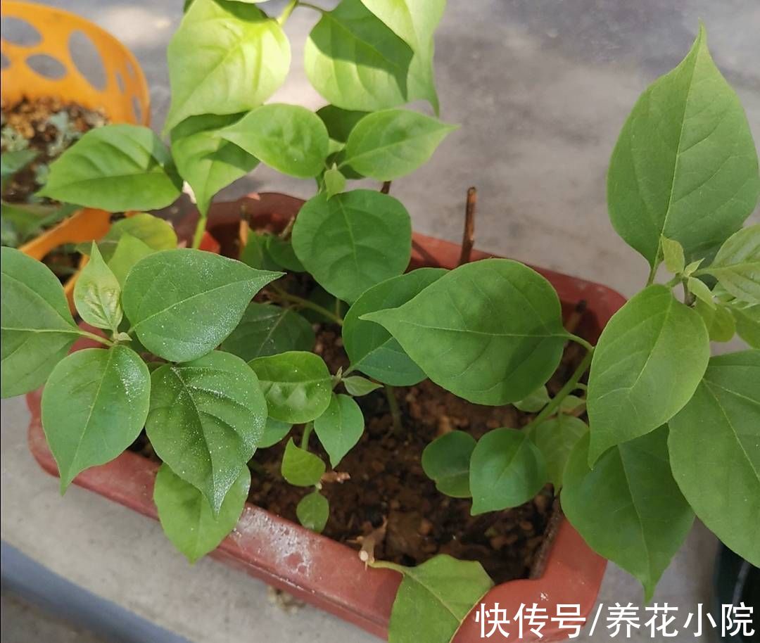 扦插|6种漂亮的花,秋天扦插生根快,来年就能开花