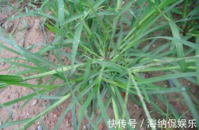 乙型脑炎|路边常见的“牛筋草”,百姓身边的中药!虽不起眼,但很珍贵!