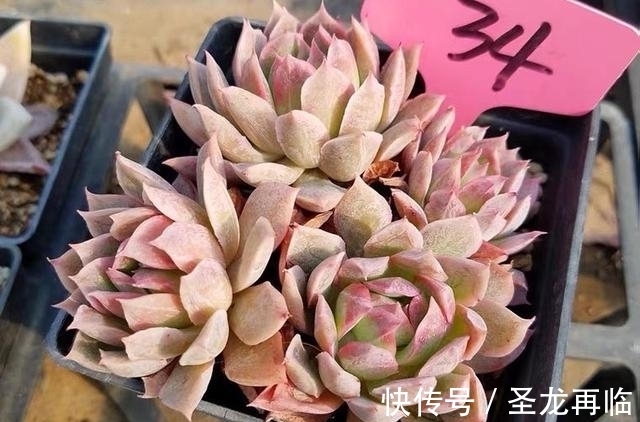 夏季|火焰杯多肉,升级版的紫罗兰女王,隔着玻璃晒太阳也能红