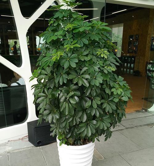 养这4盆花,在家吸烟也不怕,二手烟吸光光,空气清新,一家健康