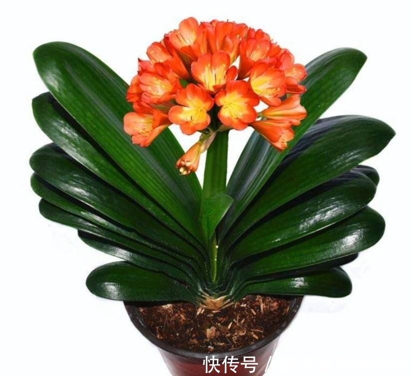 君子兰要想美,就让它喝这几种水,来看看你是否做对