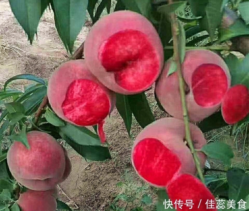 绿色|阳台不要再浪费,聪明人此样做,绿色健康,吃不完还可以卖