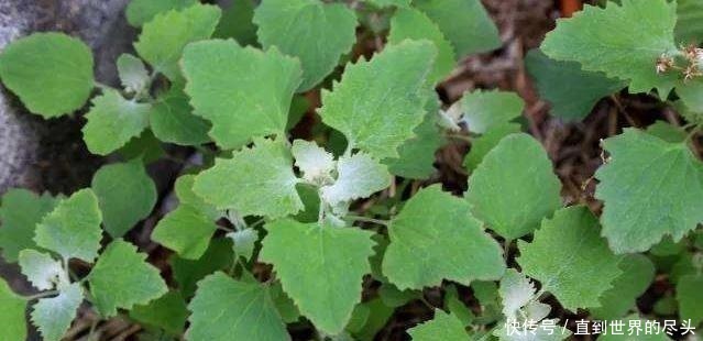 农村|农村野草比牛奶补钙好,野外随处可见,今晒干20一斤,见到多采