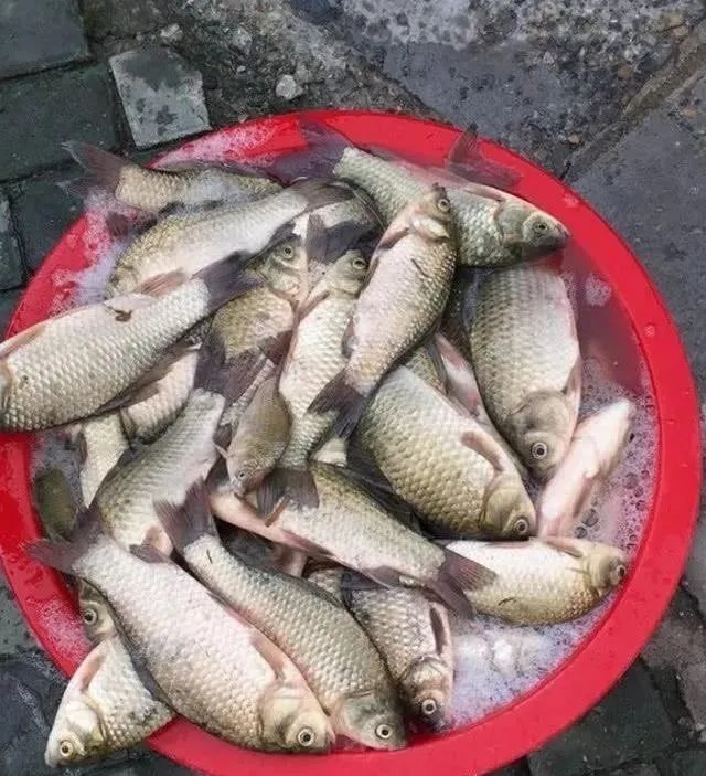 鱼口|鱼口轻要怎么放大信号?把这4个细节改改,包你一个顿口一条鱼