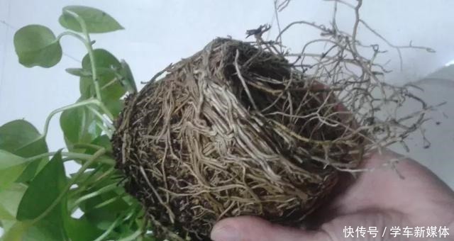 难怪养花“买一盆、死一盆”,简单3步操作,养啥旺啥,晋升高手!