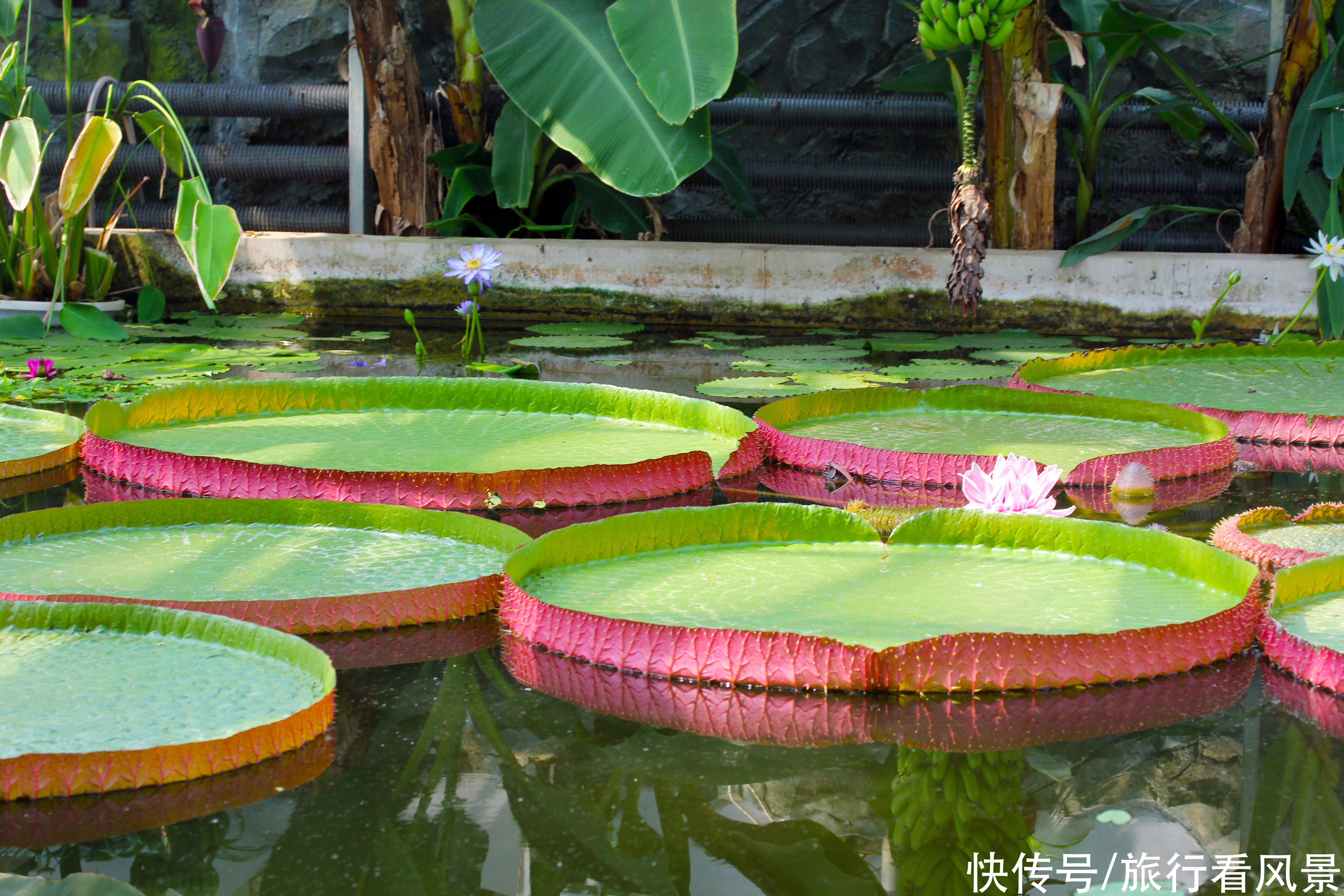 北京植物园|北京景区中的“新宠”，门票只有10元，可以见识到众多珍奇植物