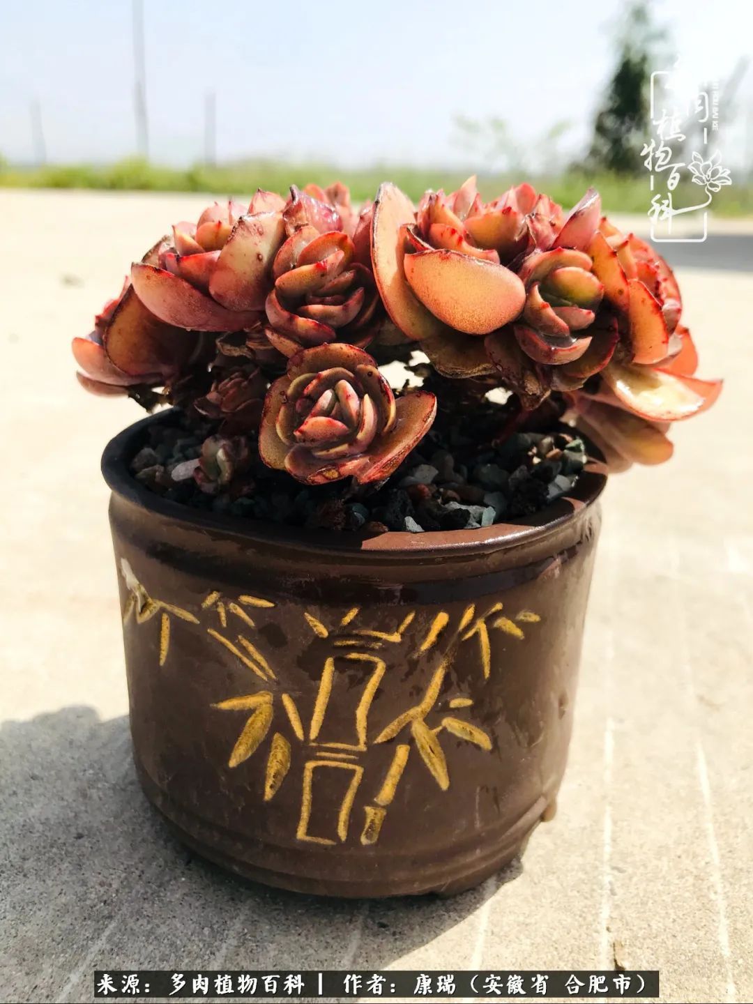 养肉之路,道阻且长,累的是身体,净的是心灵!