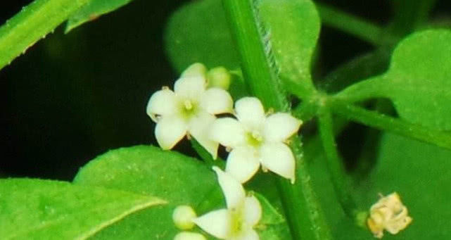 人人|农村人人厌恶的一种野草,碰到它便常被割伤,根部珍贵一定别拔除