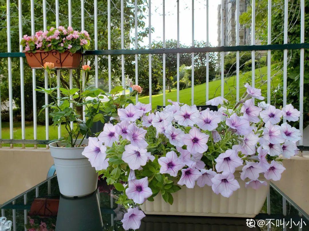 蓝目菊|蓝雪花妥妥的开花机器,花量大、花期长,让人不得不爱