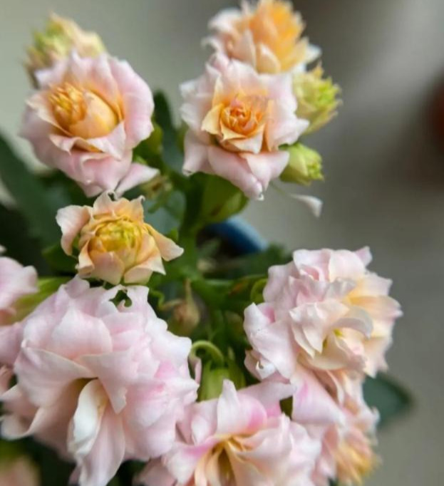 花色|75个长寿花品种,一个比一个美,一起来认识一下吧!