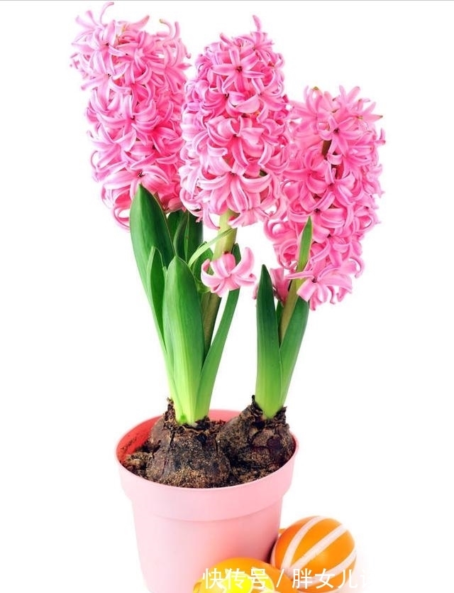 千般苦!岁月把酒与君共,腊梅笑绽待春还