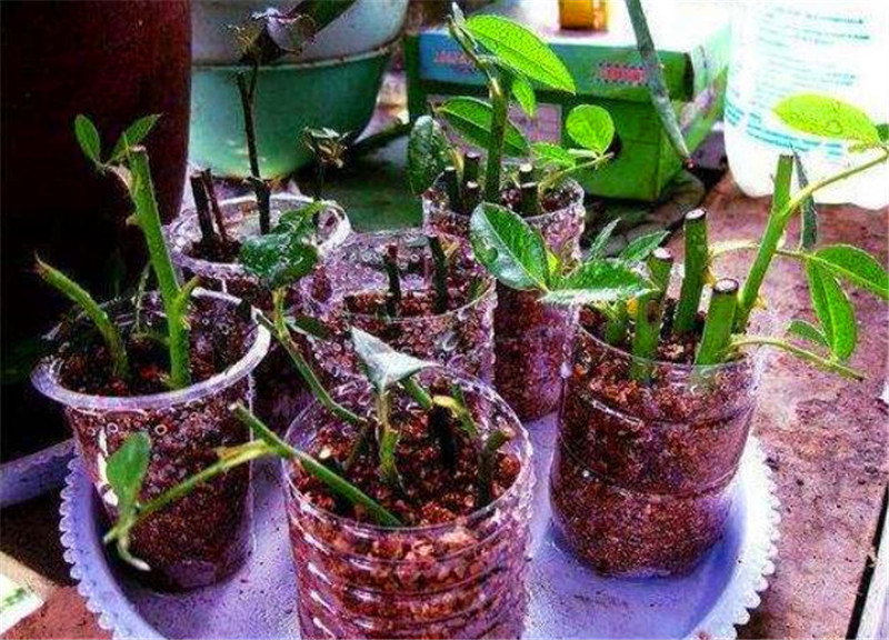 客厅多养“这3棵”树，一年分出50盆，盆盆都开花，邻居抢着要