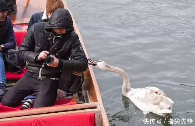 剑桥|剑桥“水怪”!揍人打狗未逢敌手?这么嚣张居然是女王给ta撑腰