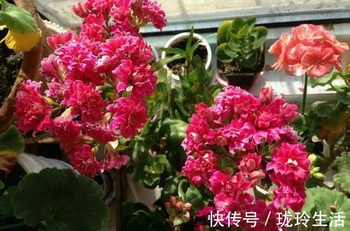 养护|过新年，养此7种富贵花，开花红红火火，好运滚滚来