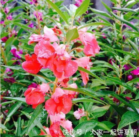 4种花是懒人的最爱，花朵大花期长，年年开花美翻