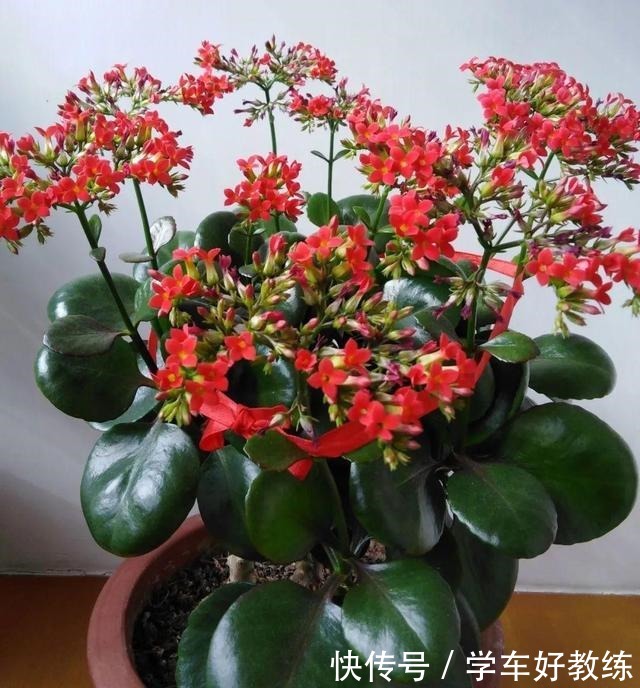 1米7的天竺葵,开花成瀑布,太震撼了!