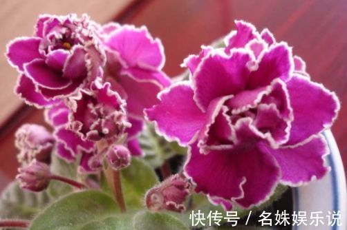 花期|家养这些植物，阳台开出花海，开花一茬接一茬，瞬间变得高大上