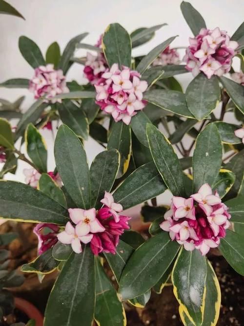  种花|比香水好闻的3种花，冬天开爆盆，满屋飘香精神好！