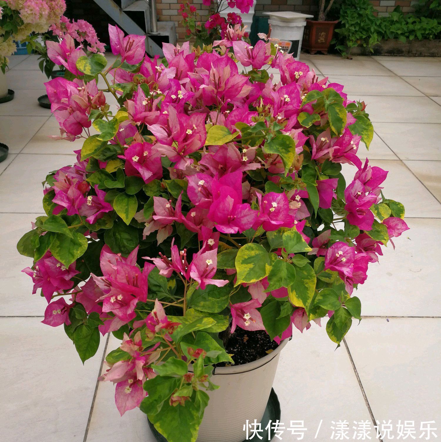 国庆|三角梅旺长绿油油就是不开花打开一个小开关，国庆陆续开花爆盆