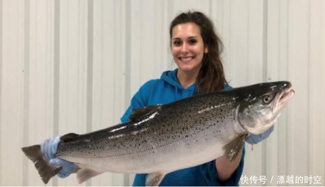 三文鱼|三文鱼也是进口的中国地大物博,为何还要进口