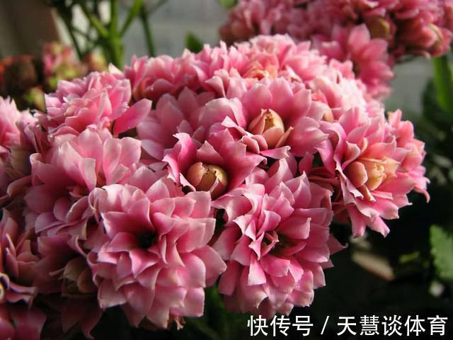 天气冷,六种花要“干养”,少水多晒才健壮,养成老桩更旺家