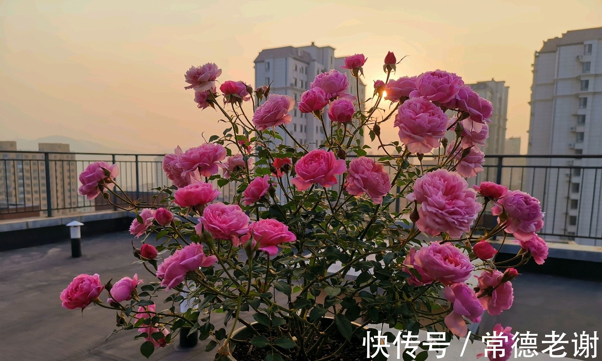 养月季用尿素太多了会怎么样?浅谈氮肥超量使用对月季的忧伤