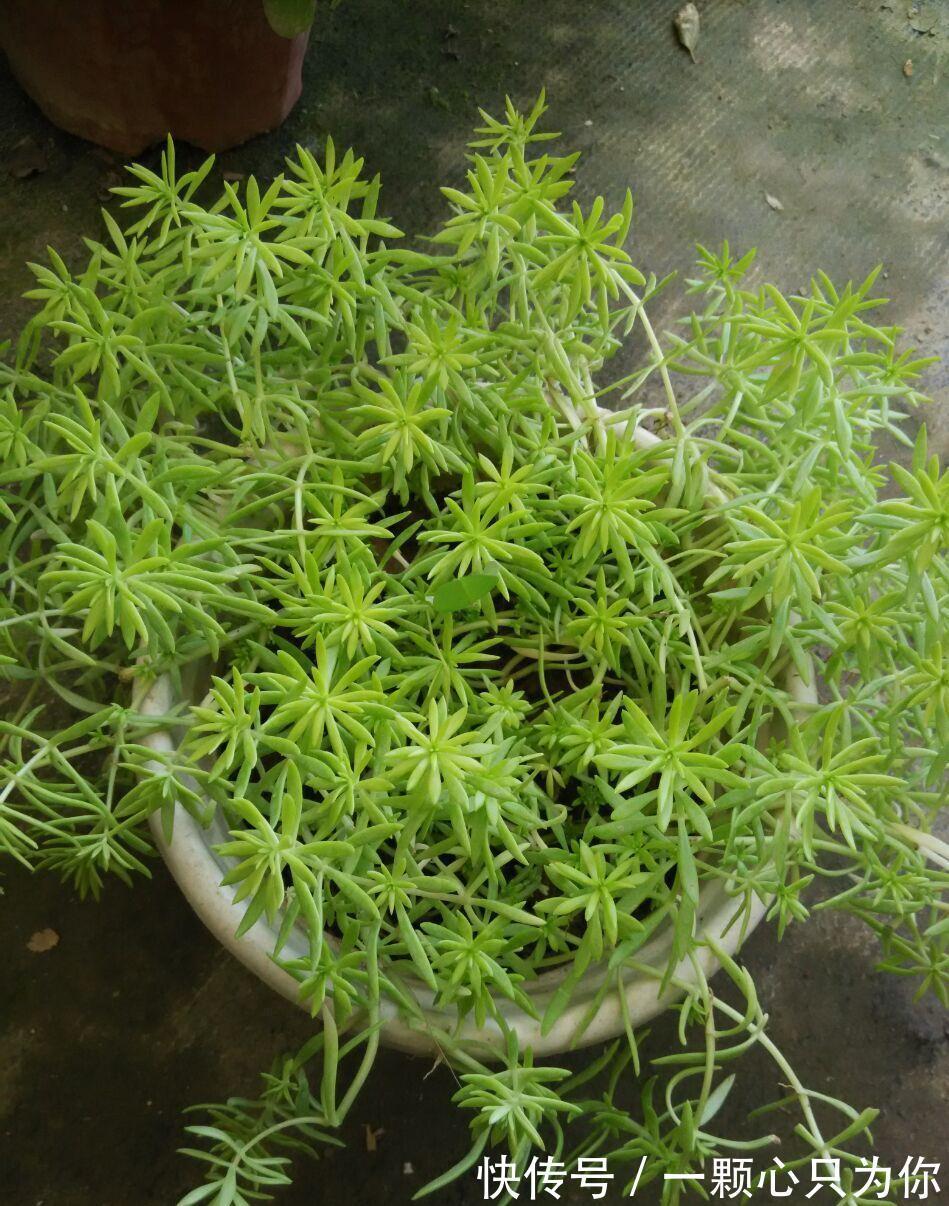 6种多肉不怕冻,越冷越好看,冻成“美肉”,冬天不养真亏