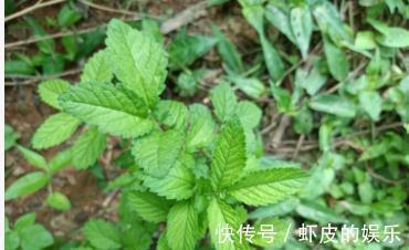 龙芽草|农村常见的野草，人称“仙鹤草”，用来煮水作用大，对女性有好处