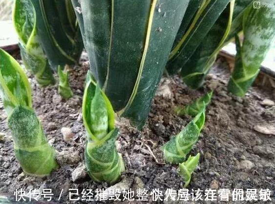 虎皮兰“长得慢”扒开土喂点“出芽肥”,新芽就像“竹笋”