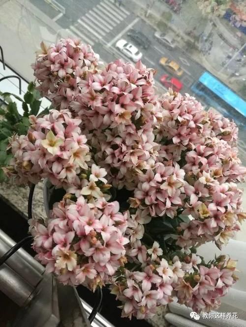  不住|绿萝是个老“酒鬼”，每月来1杯，哗哗长刹不住车！