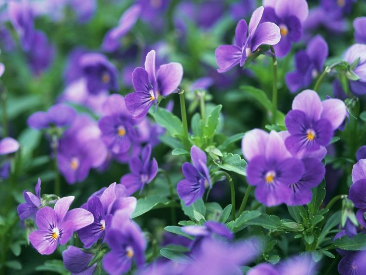 新手养花，不如养一盆花中精品“永恒的爱”，穿越千年的美