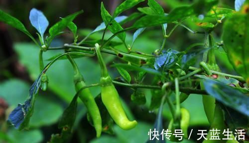 孝心|出生在几点钟的孩子,受到长辈疼爱,长大后出人头地,反哺双亲