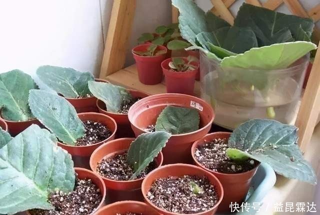 这6种花不用花钱买,随便切一刀撒到盆里,落地生根,变出很多盆