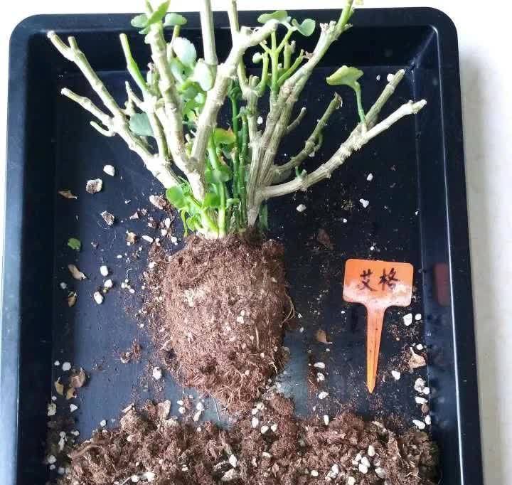 这5种花,开春翻盆很重要,一整年不烂根,绿叶多开花多