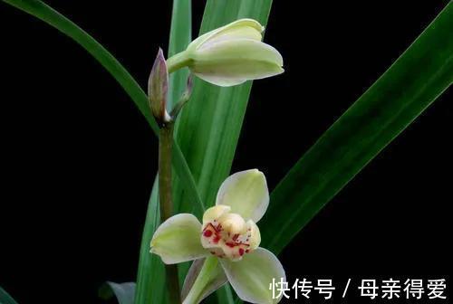 建兰花为何最受青睐，什么季节栽培最合适，养护要注意什么