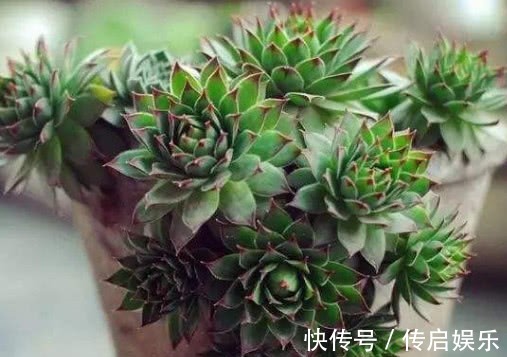 多肉观音莲怎么养教你3个盆栽观音莲的小妙招,不仅旺盛还爆盆